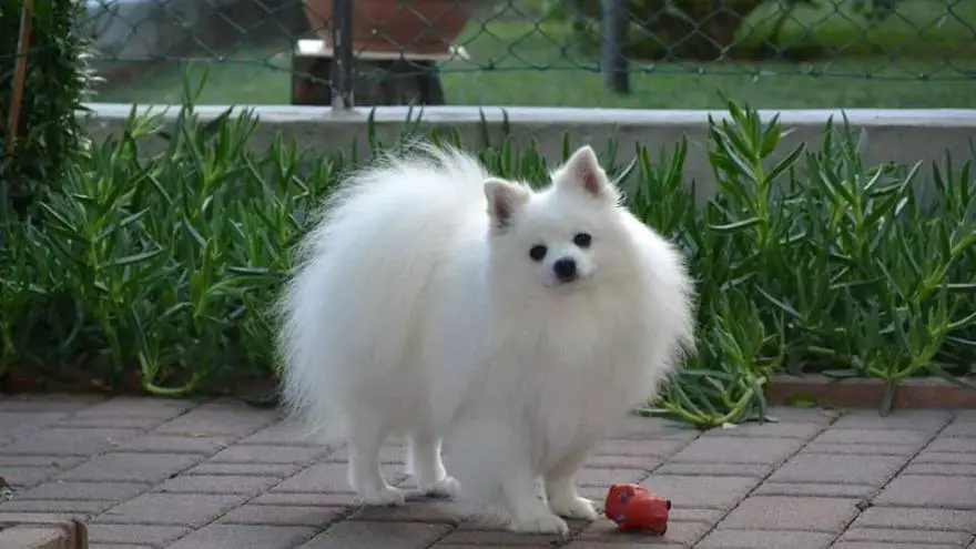 italian spitz