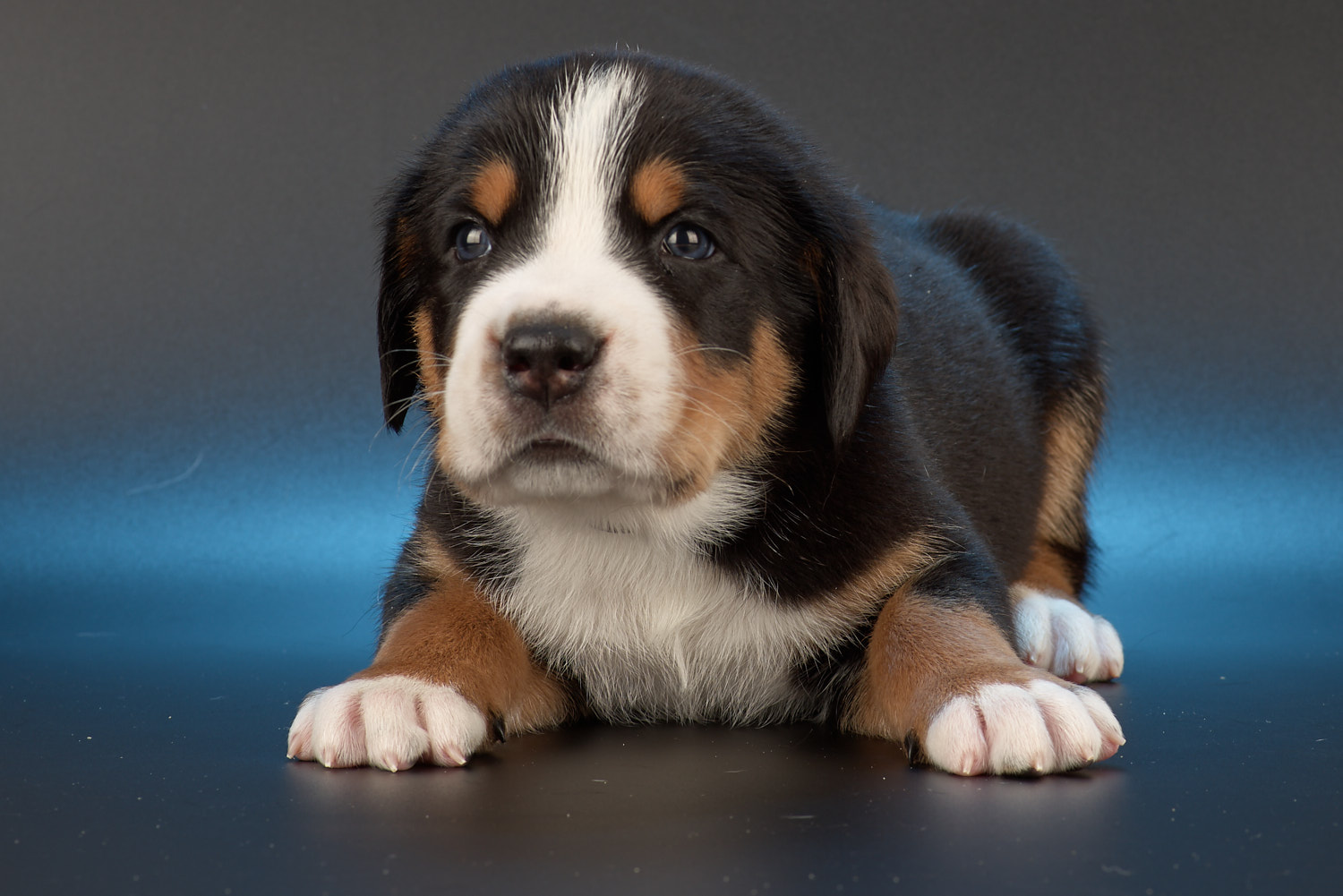 Питомник Гранд Бриллиант Élevage de chien