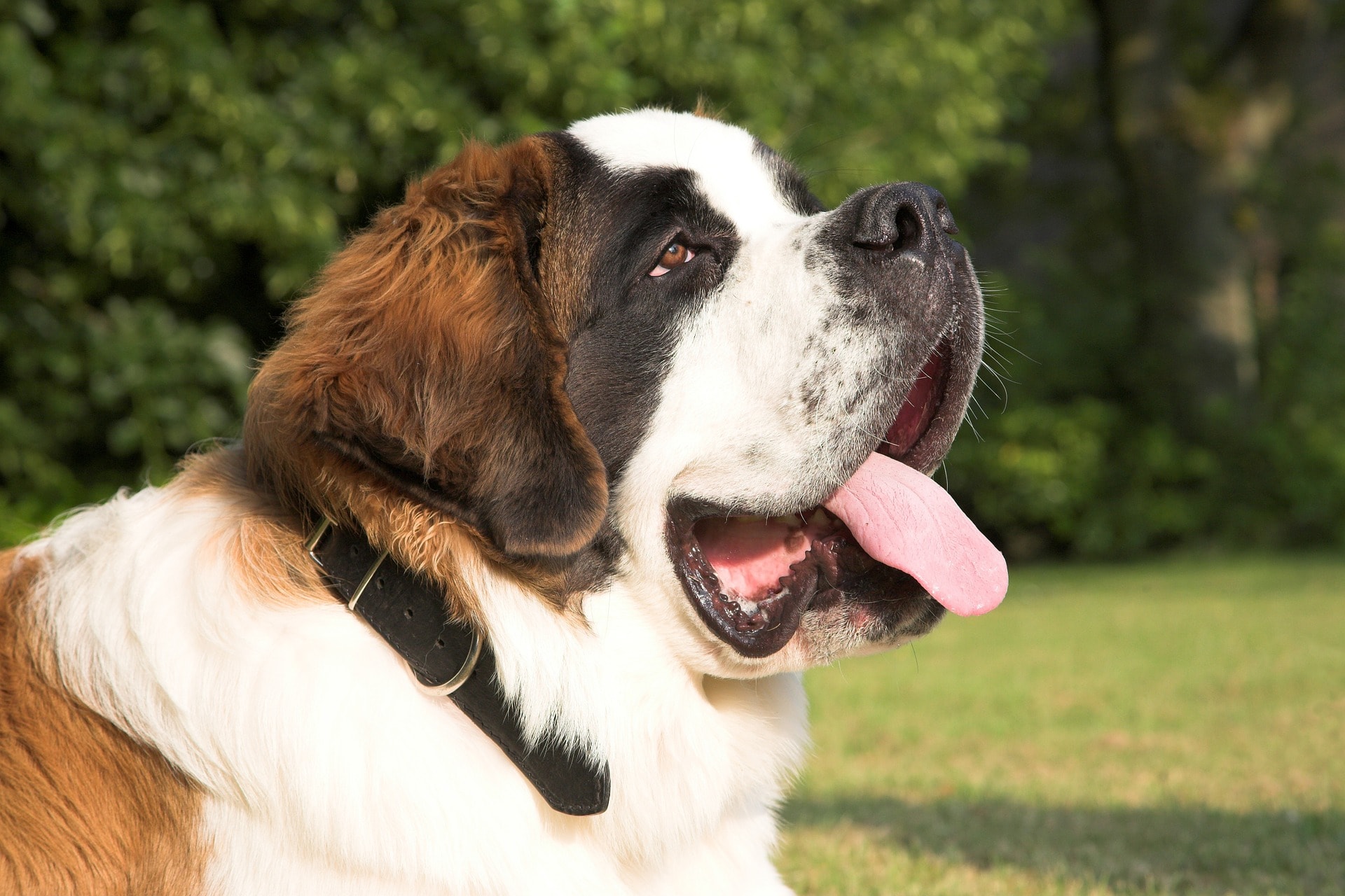 Find Out Why Is The Saint Bernard Dog Also Called The Gentle Giant