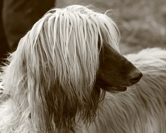 ancient_dogs_afghan_hound.jpg