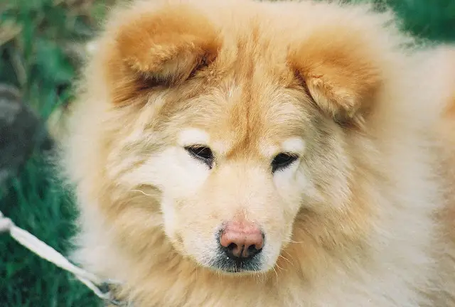 ancient_dogs_chow_chow.jpg
