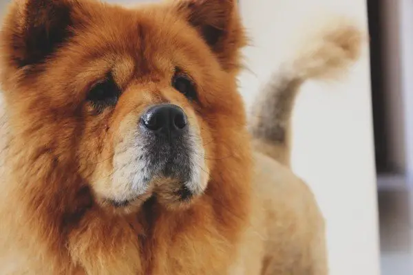 ancient_dogs_chow_chows.jpg