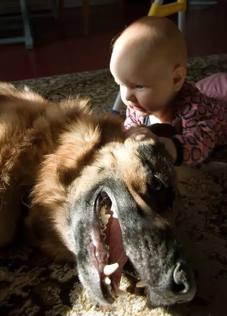 babies_and_dogs.jpg