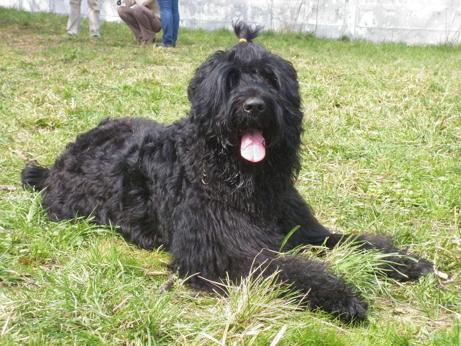 Black Russian Terrier army dog