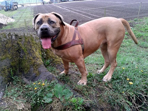 is the boerboel considered aggressive