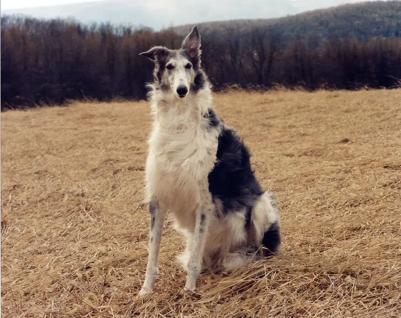 borzoi_dog_kennel.jpg