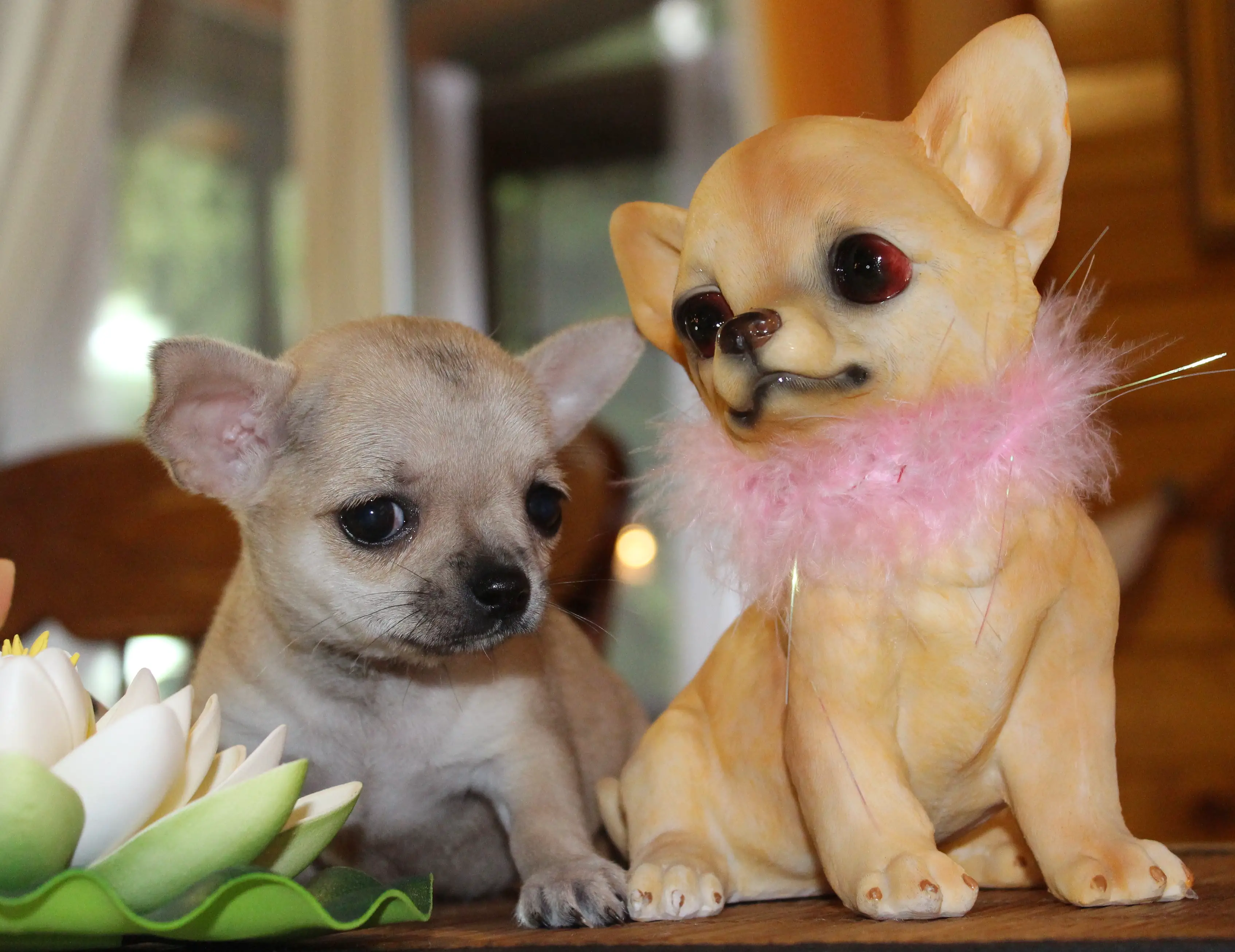 chihuahua_puppies_for_sale.JPG