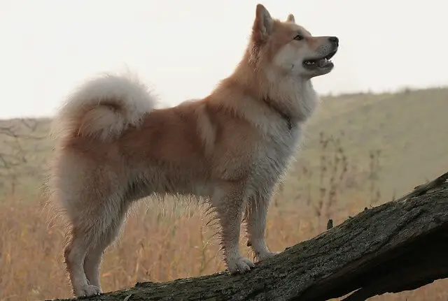 Everything You Need To Know About The Icelandic Sheepdog