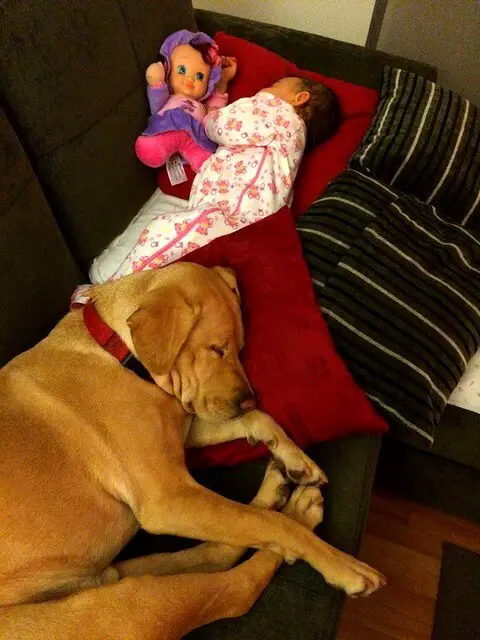 dogs_that_are_good_with_babies.jpg