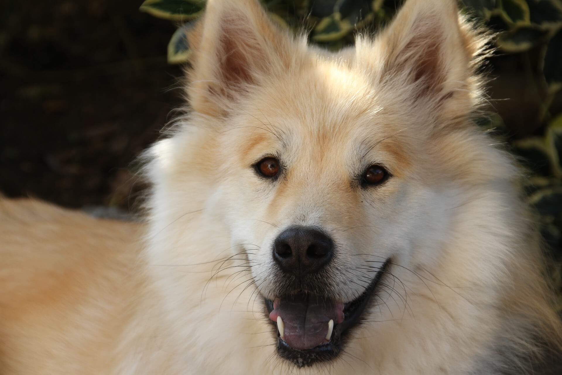 Maltese Mini Poodle Litter 06/10/2017 Puppy ID 576