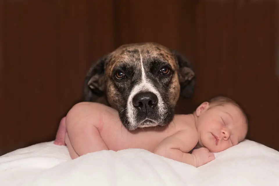 great_dogs_with_babies.jpg
