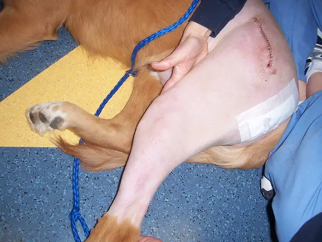 hip_dysplasia_in_dogs_surgery.jpg