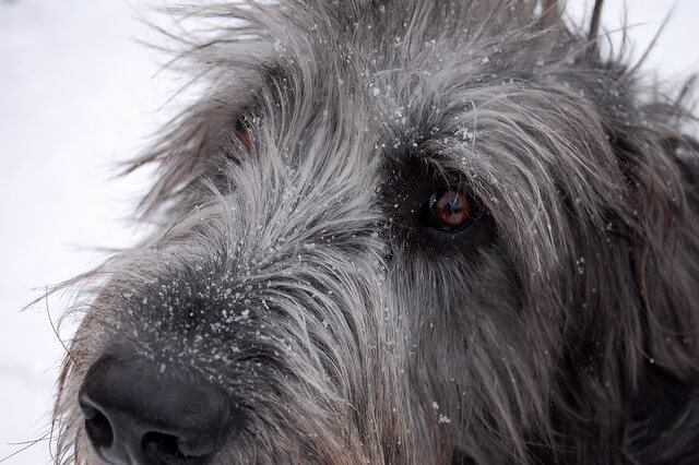 are irish wolfhound aggressive