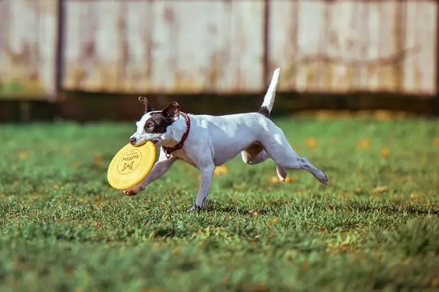 jack_russell_active_dog.jpg