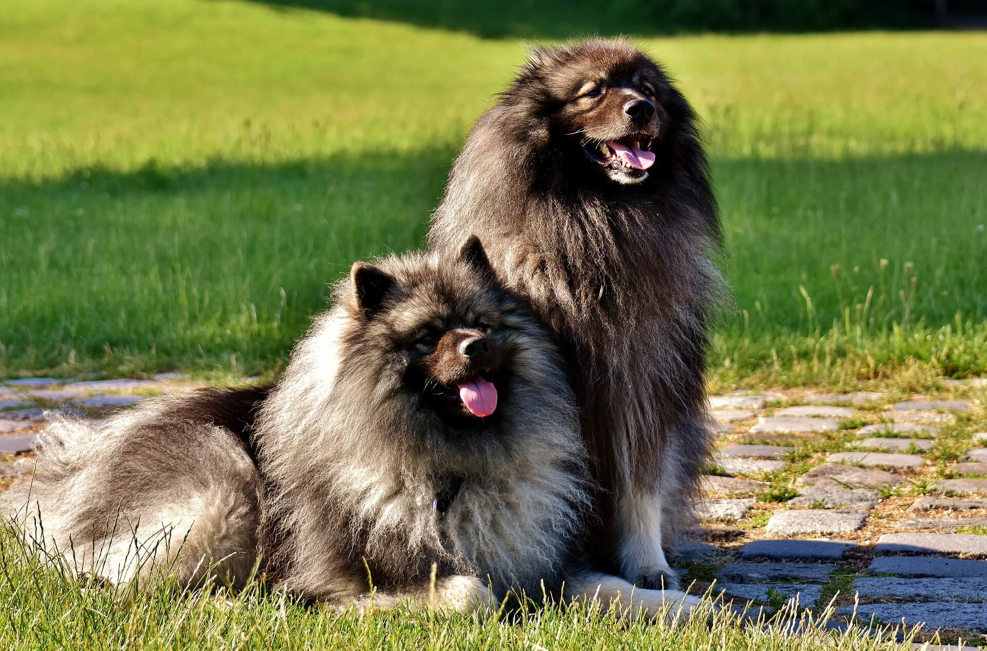 Keeshond - Pictures, information and puppies (2020 update)