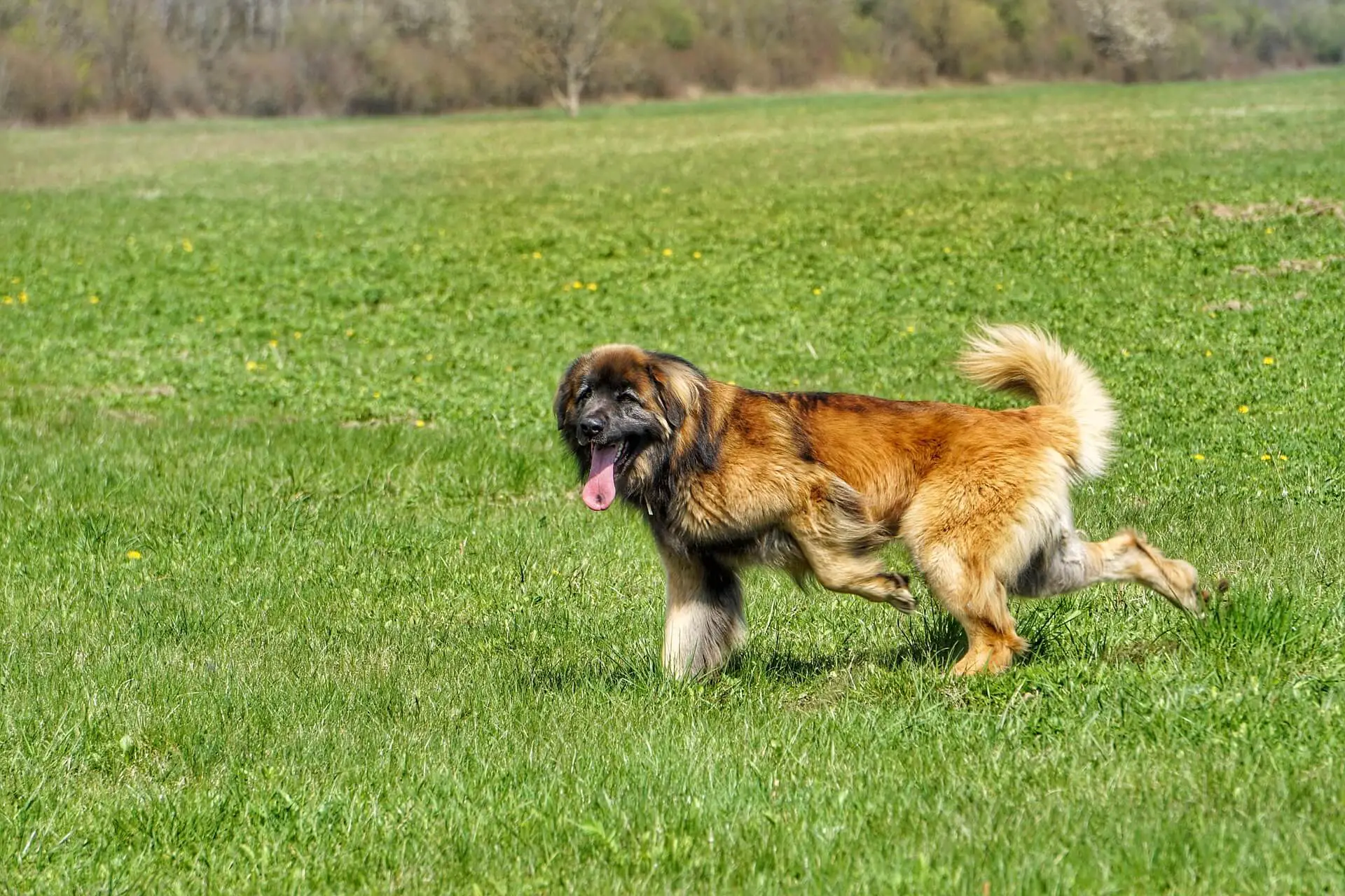 Leonberger Gentle Lion Dog