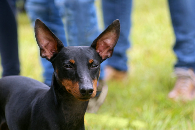 what breed is a manchester terrier