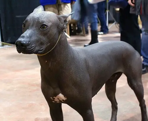 mexican_hairless_dog_puppy_price.jpg