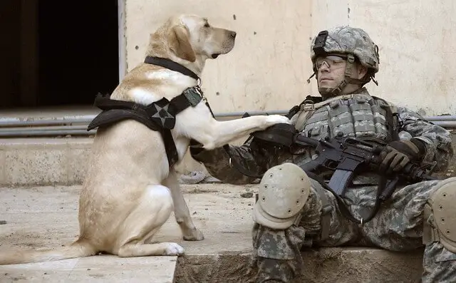 military_dog.jpg