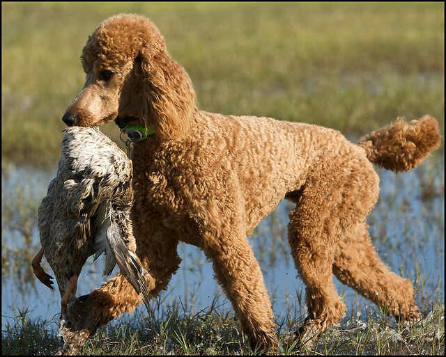 are poodles good hunter