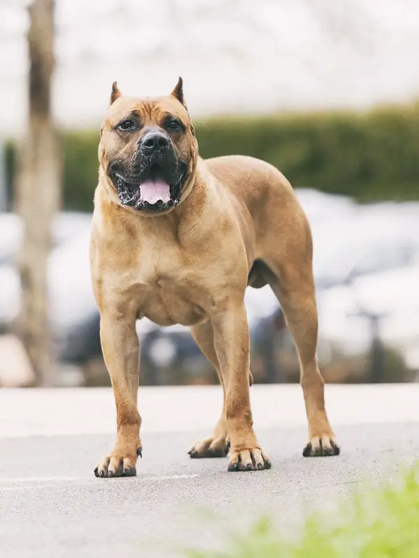 Presa Canario Build For Fighting