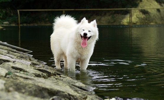 samoyed_dog_price.jpg