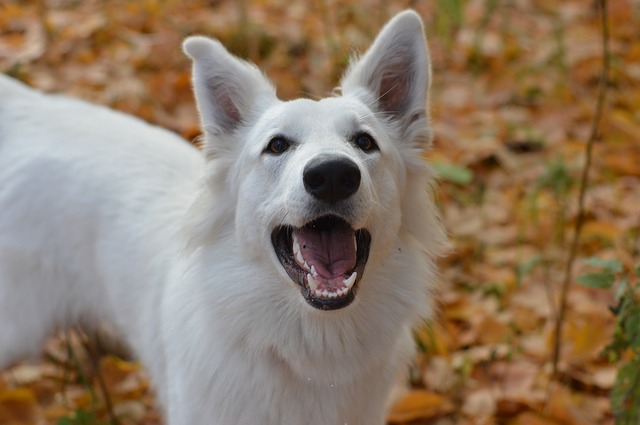 how do you groom white swiss shepherd dog