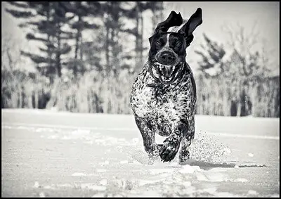 bluetick_coonhound_running_on_snow.jpg