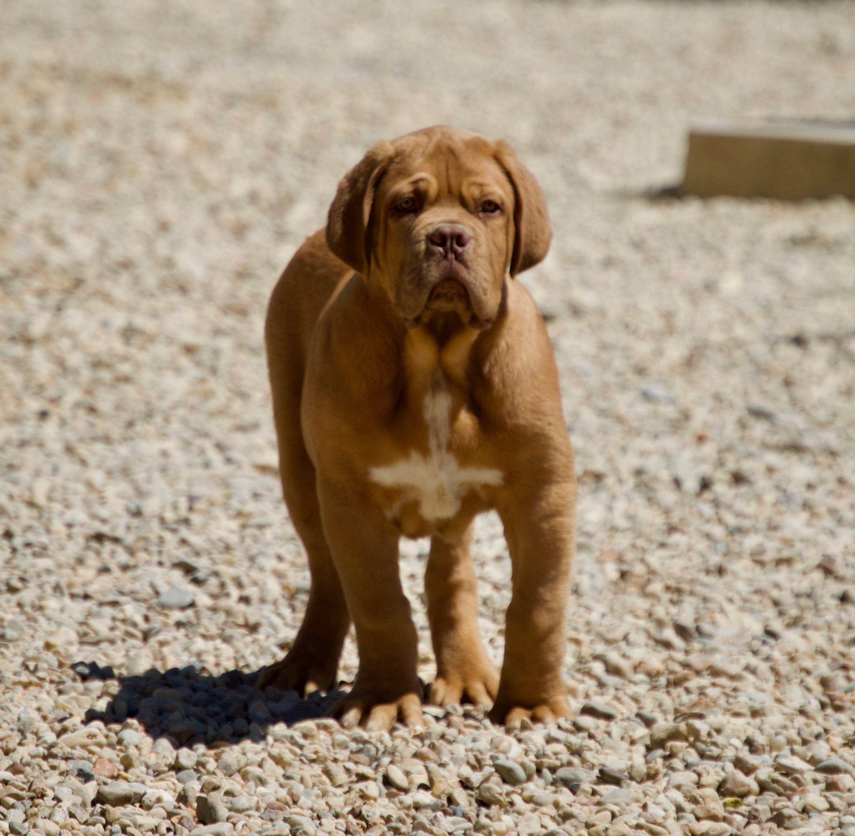 Tartufata World Dog Finder Buy Or Adopt Dogs