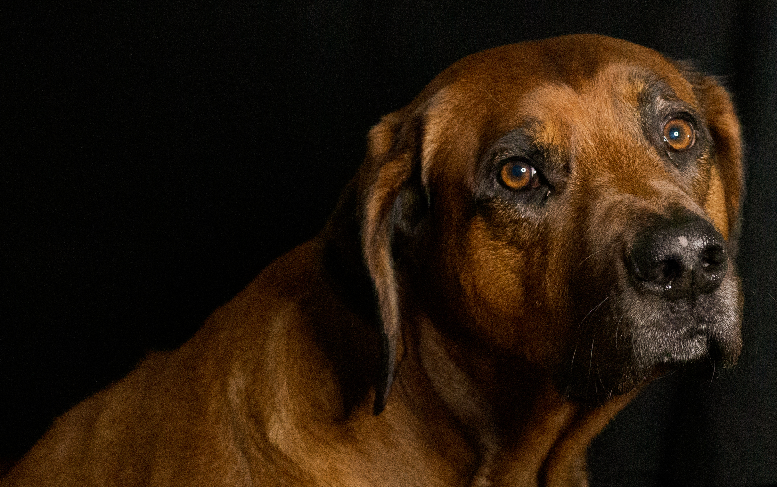 Nakawa´s Ridgebacks Dog breeder