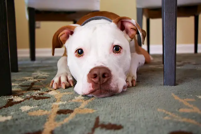 dog below table