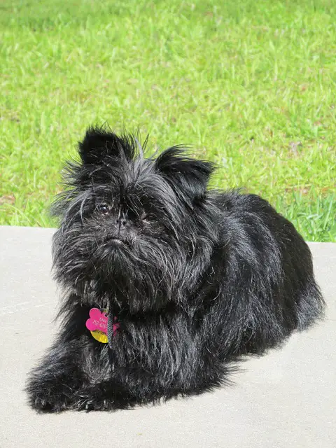 chien affenpinscher