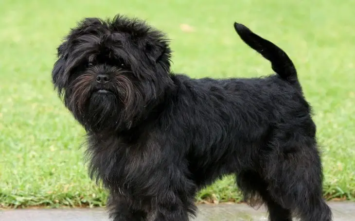 affenpinscher dog in stance