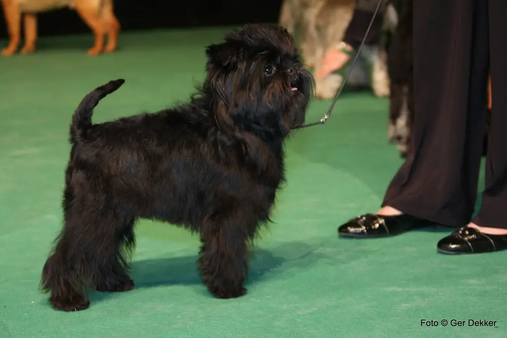 affenpinscher dog breed sale