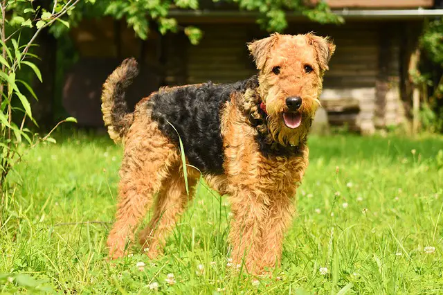 airedale terrier dog