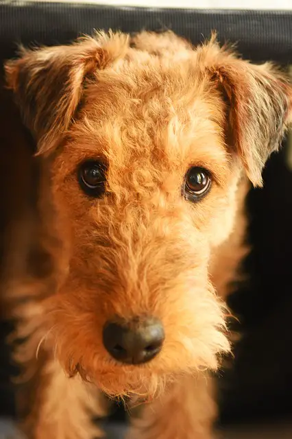airedale terrier for sale