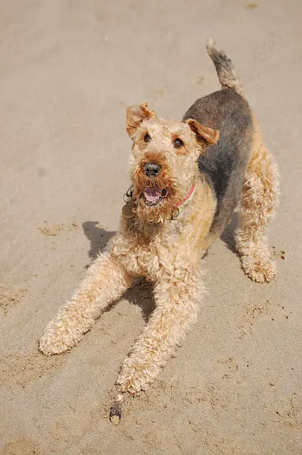 airedale terrier sale