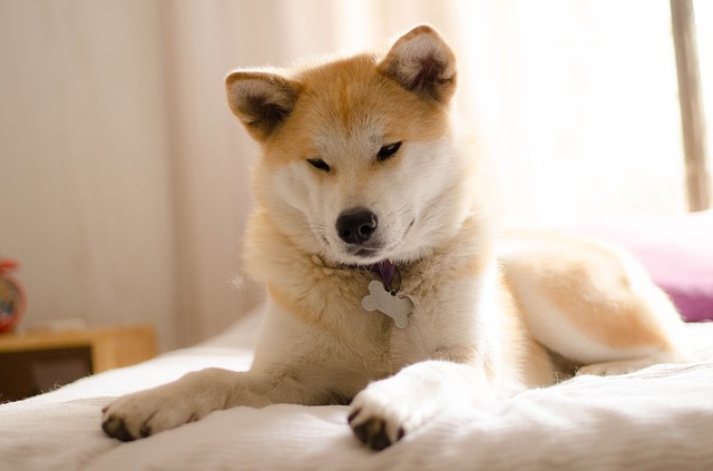 akita inu