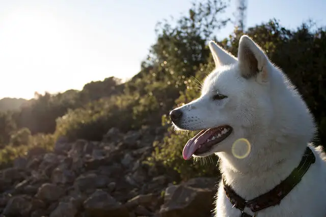 akita inu dog and sun