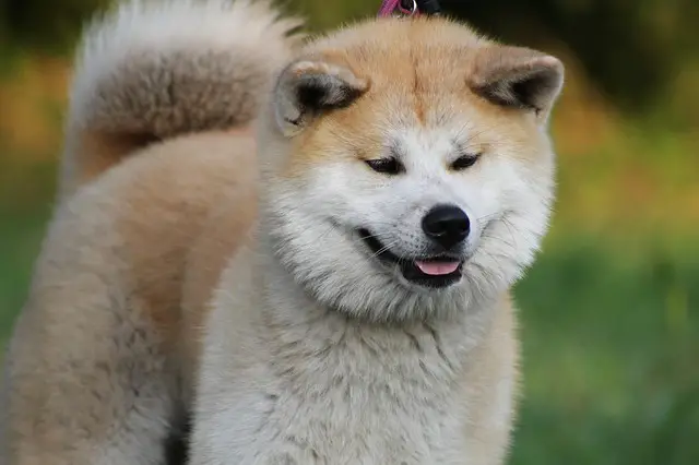 akita inu perro