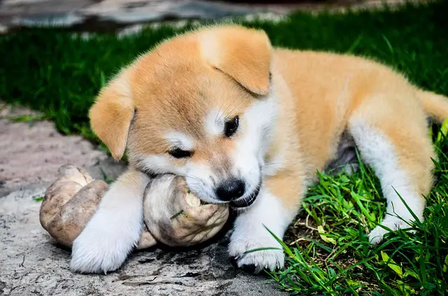 chiot akita inu