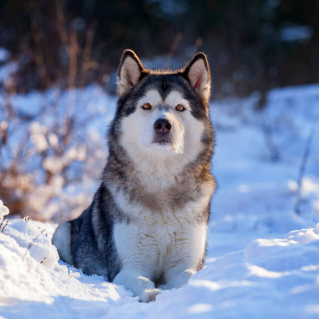 Malamute de Alaska