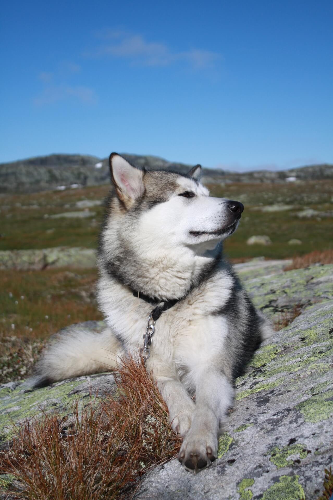 alaskan malamute hiking