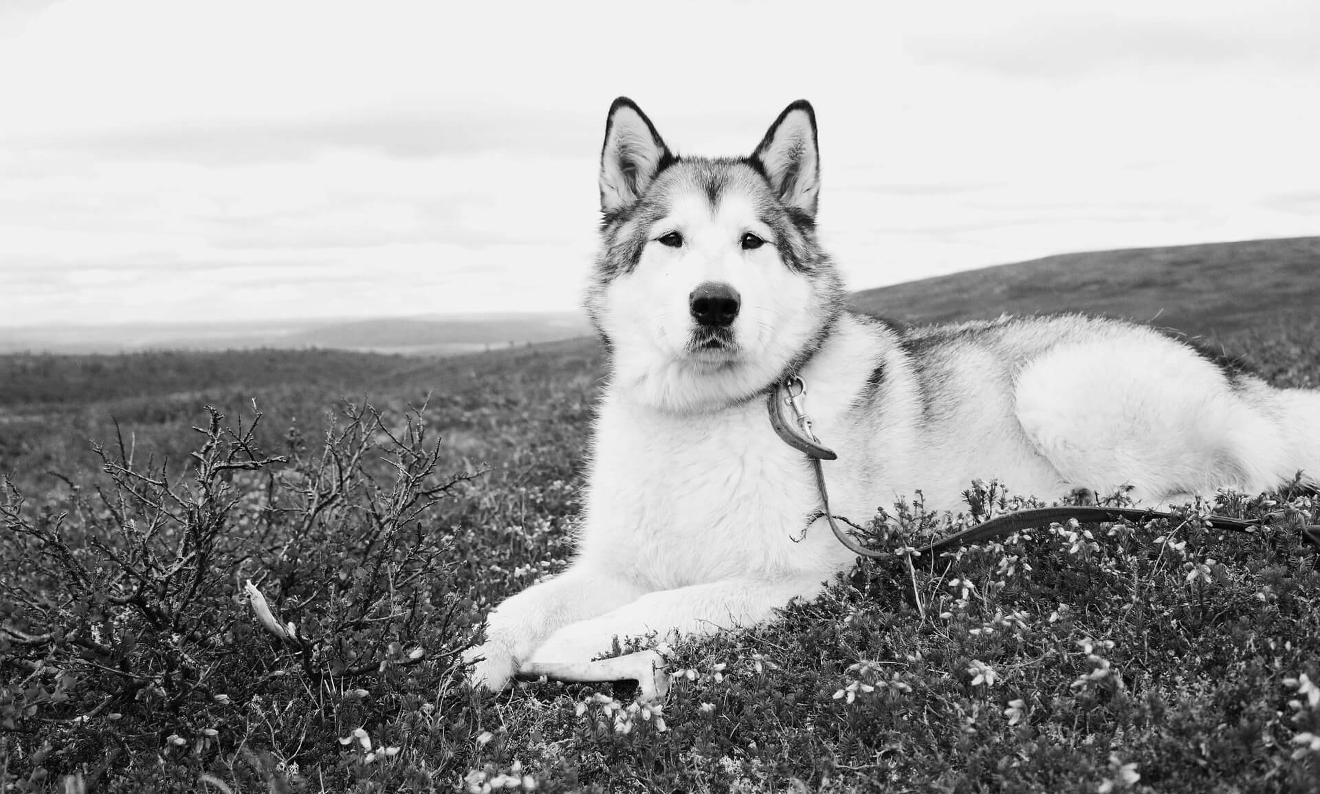 alaskan malamute relaxing