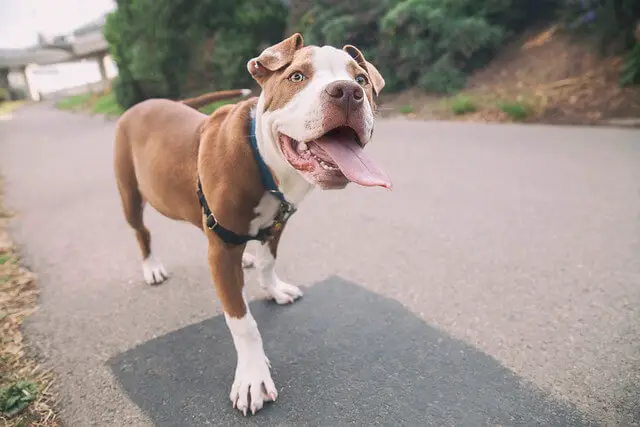 amstaff smiling