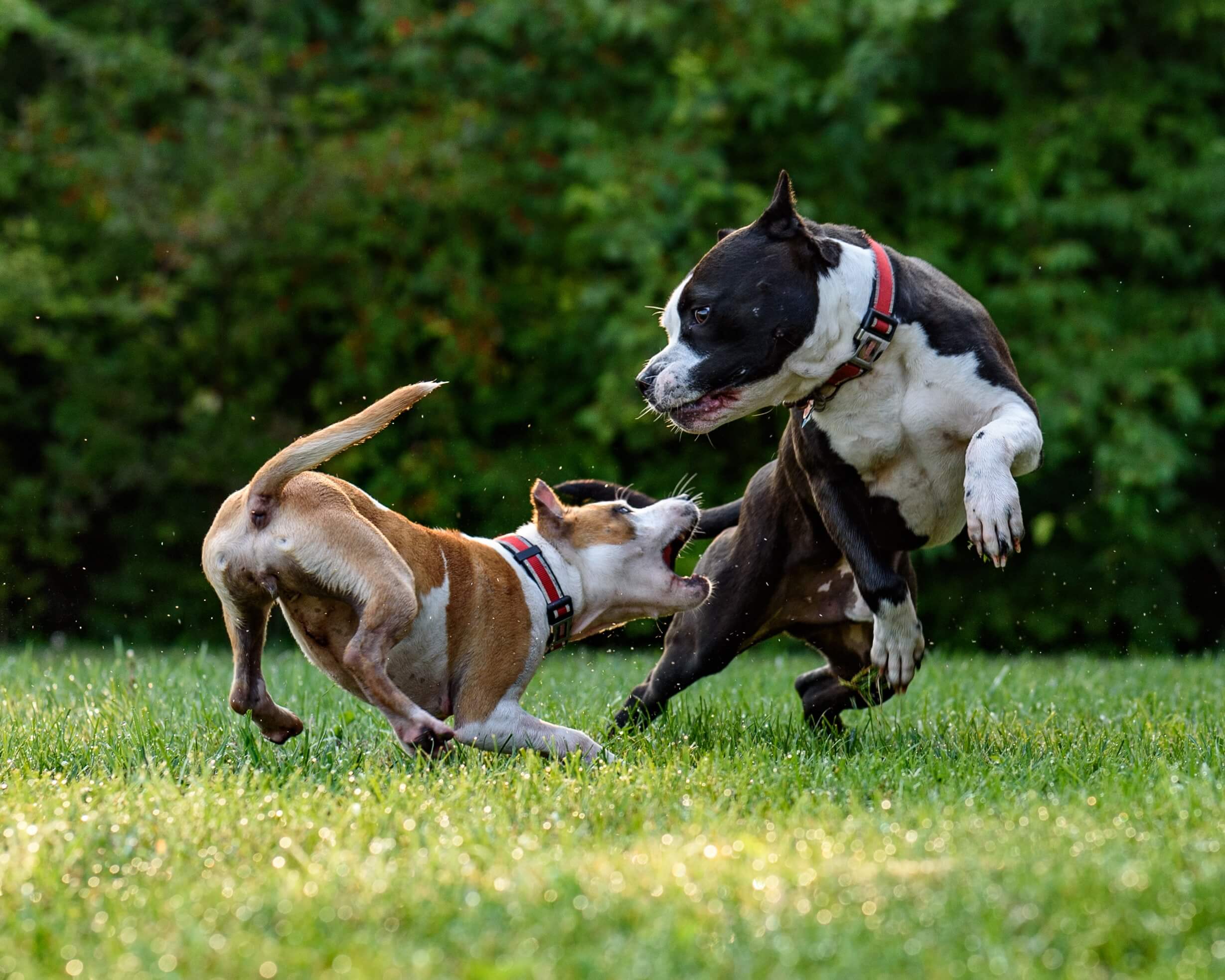 amstaff puppies playing