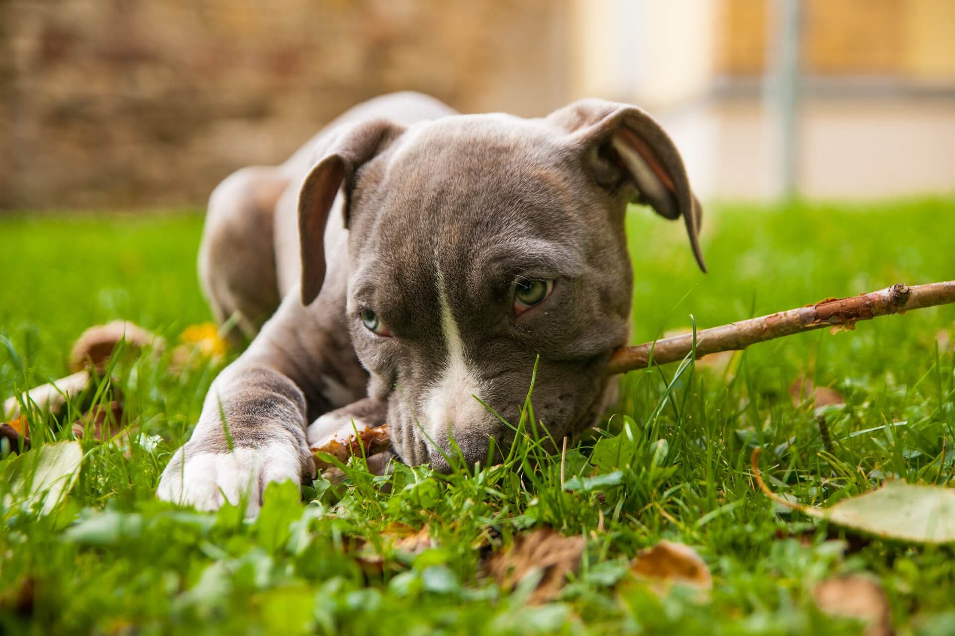 amstaff puppy