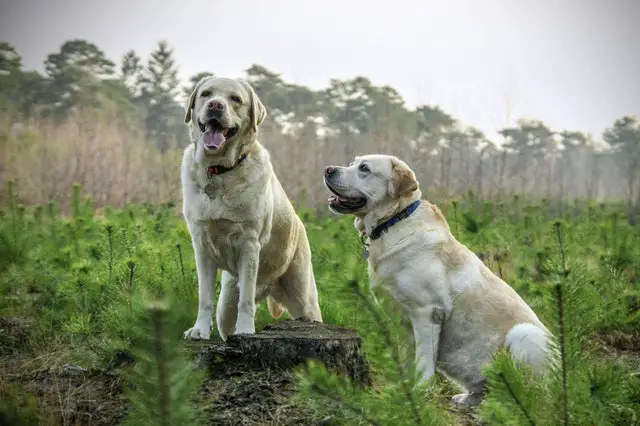 deux labradors d'or