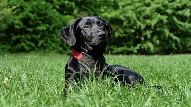 labrador retriever noir