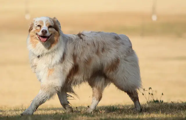 perro australiano